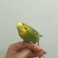 مرغ عشق دستی4 عدد