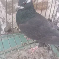 کفتر|پرنده|تربت‌حیدریه, آغوی|دیوار