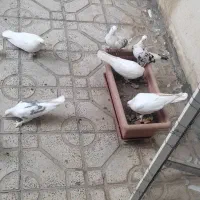 کبوتر .کفتر|پرنده|اسلام‌شهر, شهرک قائمیه|دیوار