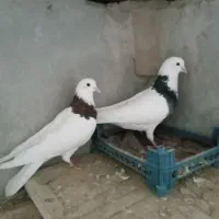 کبوتر طوقی