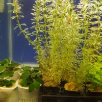 بار جدید گیاه گلدانی آکواریوم رسید|ماهی|زاهدان, |دیوار