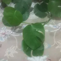 گل طبیعی|گل و گیاه طبیعی|قم, انسجام|دیوار