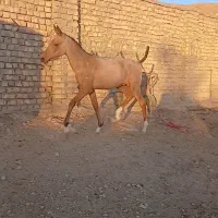 اسب کره مادیان وکره نریان|اسب و تجهیزات اسبسواری|قم, الغدیر|دیوار