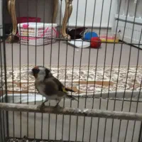 سهره|پرنده|ری, شهادت|دیوار