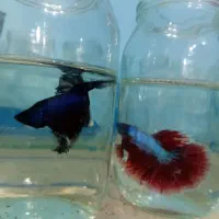 ماهی فایتر مولد|ماهی|مشهد, گوهرشاد|دیوار