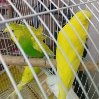 دوجفت مرغ عشق انگلیسی|پرنده|گرگان, |دیوار