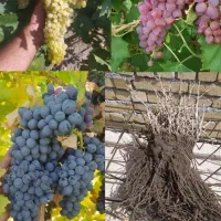 انگور گلدانی و ریشه دار در قروه