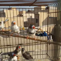 فنچ دونه ای100