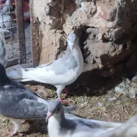 ساده|پرنده|طاغنکوه, |دیوار