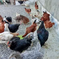 مرغ