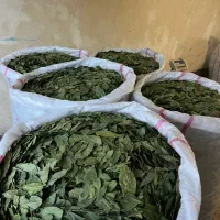 برگ بو خریداریم