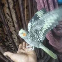 جوجه عروس هلندی دستی 60روزه|پرنده|اصفهان, جلالیه|دیوار