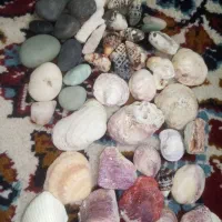 صدف و سنگ کلکسیونی|ماهی|قوچان, |دیوار