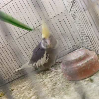 عروس هلندی ماده