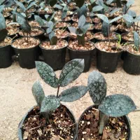 فروش زامفولیا سوپر بلک