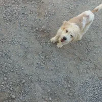 بچه سگ پاپی نر وماده