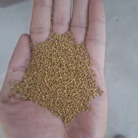 فروش بذریونجه