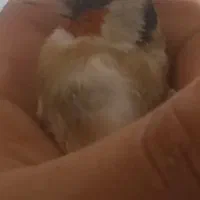 با سلام جوجه سهره امسال