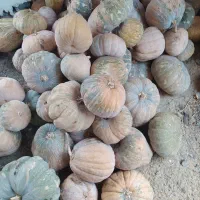 فروش کدو خرمایی