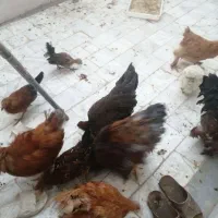 برهما بوف و پاتریچ|حیوانات مزرعه|بیرجند, |دیوار