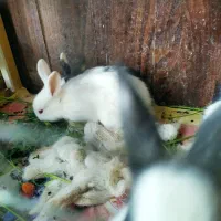 بچه خرگوش و خرگوش بزرگ  مرغ و خروس معاوضه با پرنده|موش و خرگوش|زاهدان, |دیوار