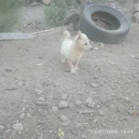 پاکوتاه