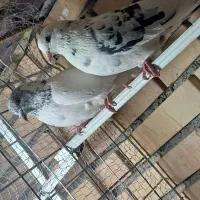 کفتر نروماده|پرنده|کاشان, آیت الله سعیدی|دیوار