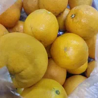 فروش میوه درجه یک و ارزان