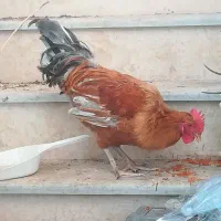1 عدد خروس محلی سرحال جوان
