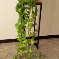 پتوس نئون|گل و گیاه طبیعی|کرج, کوی امامیه|دیوار