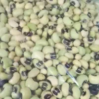 لوبیا چشم بلبلی|خوردنی و آشامیدنی|رشت, تازه آباد|دیوار