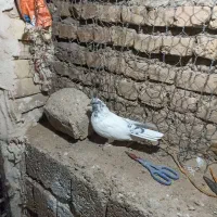 کفتر یا کبوتر