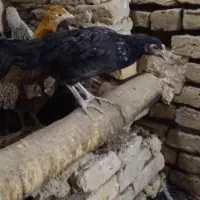بومی|حیوانات مزرعه|خوانسار, |دیوار