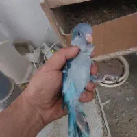 جوجه سرلاکی|پرنده|بومهن, |دیوار