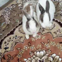 دوعدد خرگوش خانگی وارام و ناز