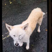 سگ.|حیوانات|احمدسرگوراب, |دیوار