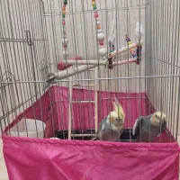 یه جفت عروس هلندی نر و ماده بسیار رام|پرنده|شاهدشهر, |دیوار