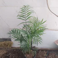 گل و گیاه شامادورا|گل و گیاه طبیعی|اهواز, سیصد دستگاه|دیوار