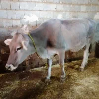 گاو بوربون سویسی اصل شکم دوم