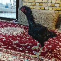 خروس لاری|حیوانات مزرعه|رشت, سلیمانداراب|دیوار