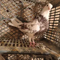 کفتزا تهران پرشی|پرنده|قرچک, قشلاق جیتو|دیوار