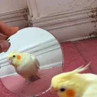 طوی عروس نر ۶ماه رام|پرنده|بابل, |دیوار