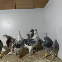 کبوتر پرشی|پرنده|سبزوار, هویزه|دیوار