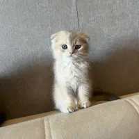 گربه های اسکاتیش نژاد