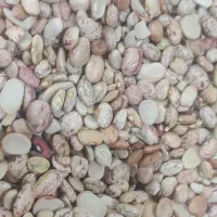 حبوبات لوبیا چیتی عدس ولپه قیمت مناسب|خوردنی و آشامیدنی|اهواز, نادری|دیوار