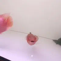 رد پایک اتاباپو|ماهی|مشکین‌دشت, |دیوار