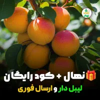 نـهـال زردآلو نخجوان درشت پرآب و بازارپسند