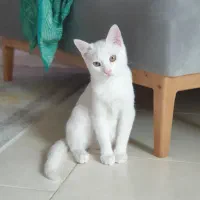 واگذاری گربه