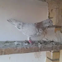 سرور خال پیس نر