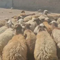 گوسفند میش شیشک داشتی